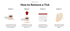 How to Remove a Tick